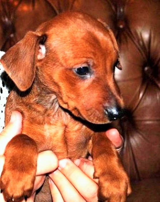 Pinscher * Xélanc Original Quality Quercus